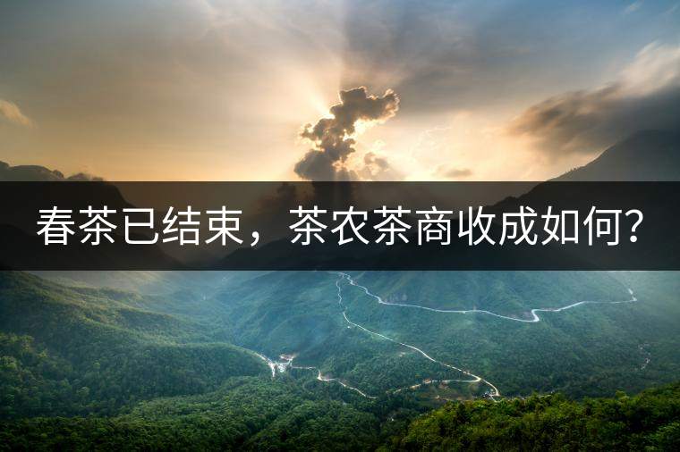 春茶已結(jié)束，茶農(nóng)茶商收成如何？