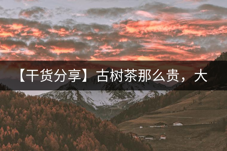 【干貨分享】古樹茶那么貴，大家為什么還在瘋狂追求？