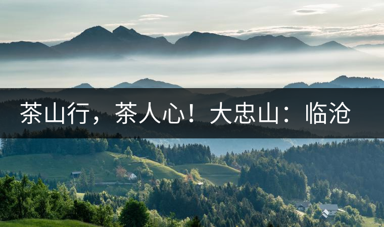 茶山行，茶人心！大忠山：臨滄之龍，雪山之熊