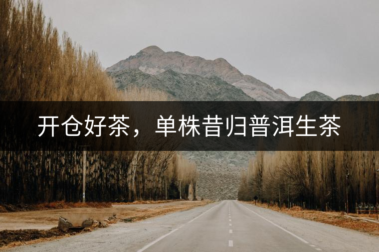 開倉好茶，單株昔歸普洱生茶