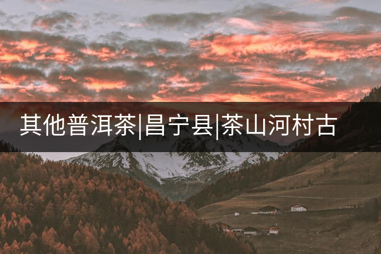 其他普洱茶|昌寧縣|茶山河村古茶樹(shù)群 其他普洱茶|昌寧縣|茶山河村古茶樹(shù)群