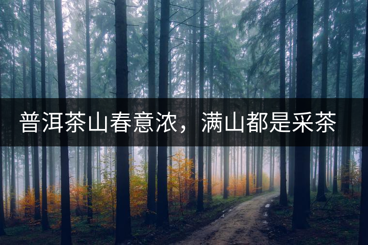 普洱茶山春意濃，滿山都是采茶人