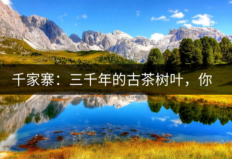 千家寨：三千年的古茶樹葉，你還有機(jī)會(huì)喝到嗎？