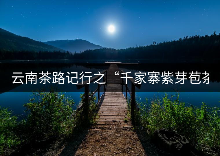 云南茶路記行之“千家寨紫芽苞茶” 云南茶路記行之“千家寨紫芽苞茶”