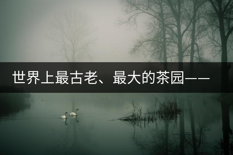 世界上最古老、最大的茶園——芒景