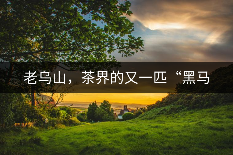 老烏山，茶界的又一匹“黑馬