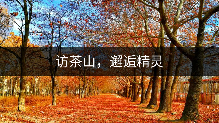 訪茶山，邂逅精靈