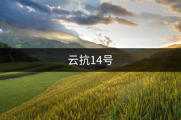 云抗14號(hào) 云抗14號(hào)