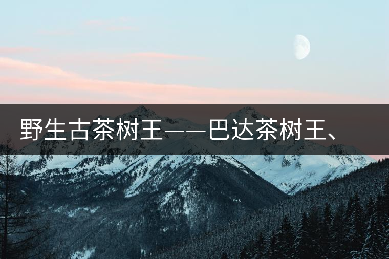 野生古茶樹王——巴達茶樹王、千家寨茶樹王及錦繡茶祖