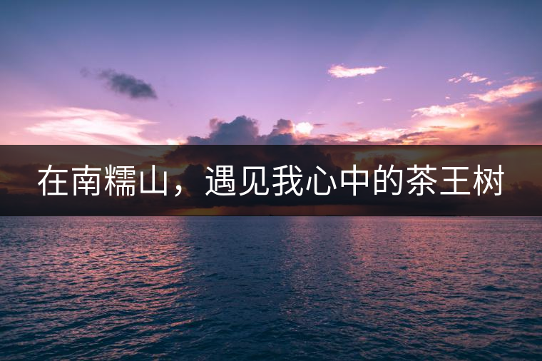 在南糯山，遇見我心中的茶王樹