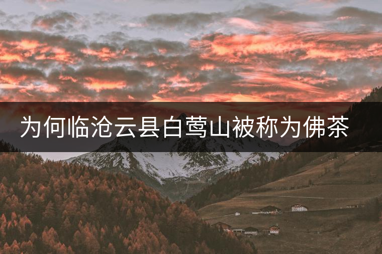 為何臨滄云縣白鶯山被稱為佛茶圣地？