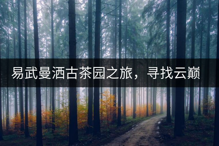 易武曼灑古茶園之旅，尋找云巔上的好茶