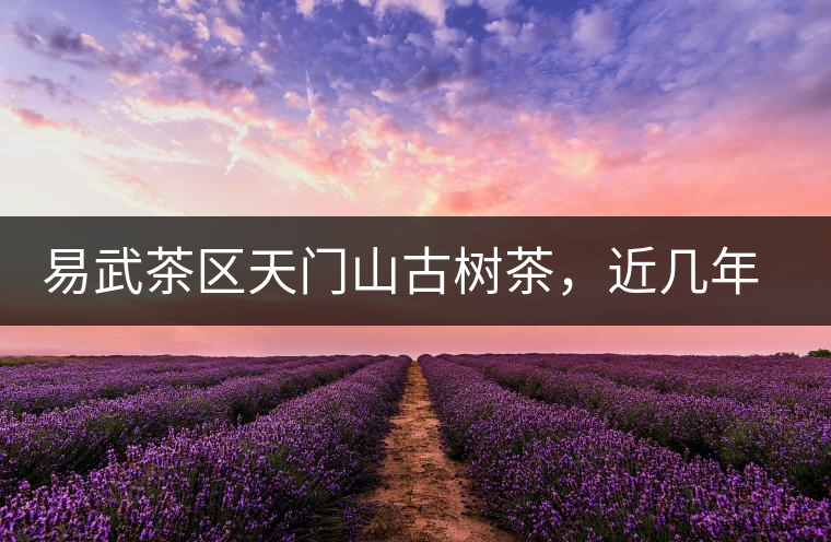 易武茶區(qū)天門山古樹茶，近幾年的熱門山頭