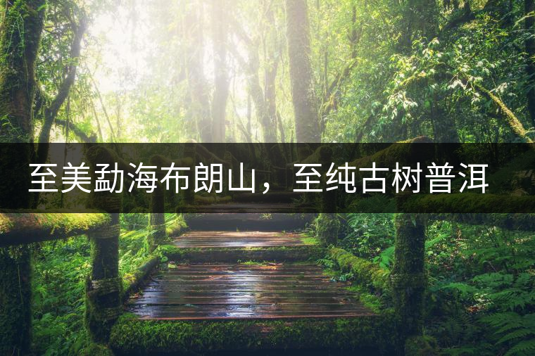 至美勐海布朗山，至純古樹普洱茶