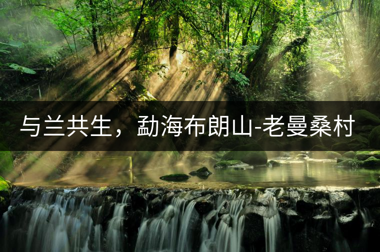 與蘭共生，勐海布朗山-老曼桑村特點(diǎn)介紹