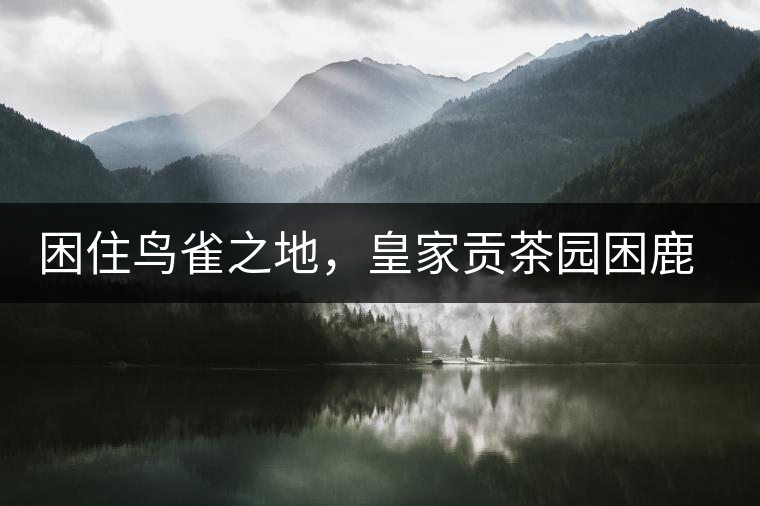 困住鳥雀之地，皇家貢茶園困鹿山古樹茶