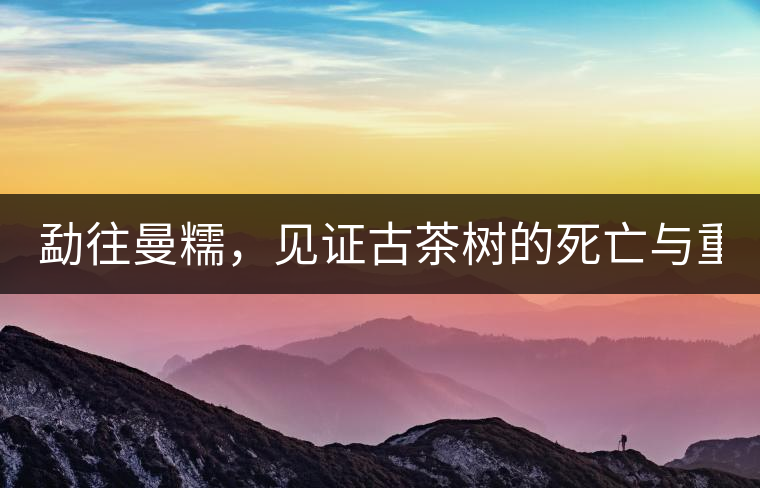 勐往曼糯，見證古茶樹的死亡與重生（上）