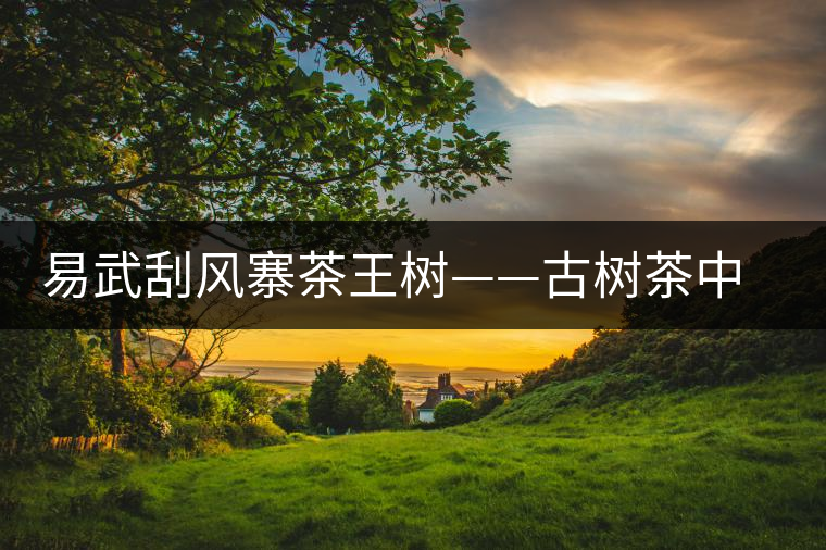 易武刮風(fēng)寨茶王樹——古樹茶中的“茶皇后“ 易武刮風(fēng)寨茶王樹——古樹茶中的“茶皇后“