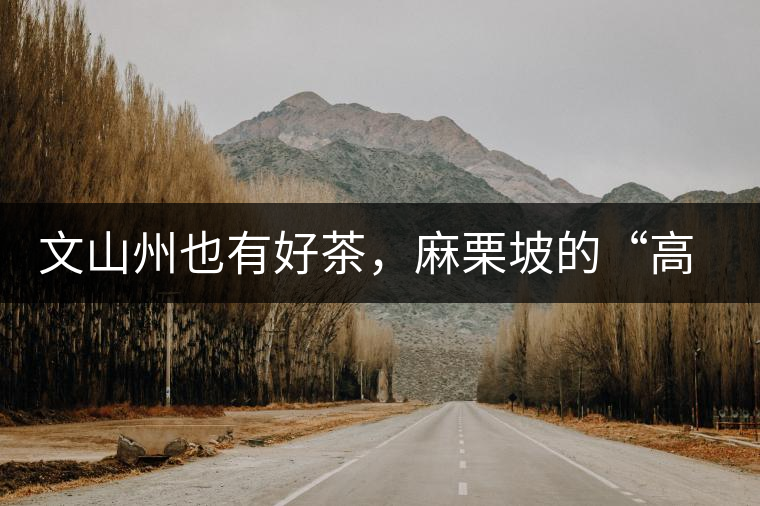 文山州也有好茶，麻栗坡的“高朋”古樹茶