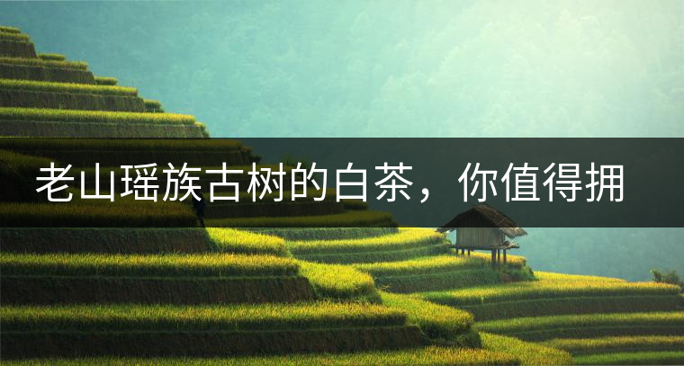 老山瑤族古樹(shù)的白茶，你值得擁有