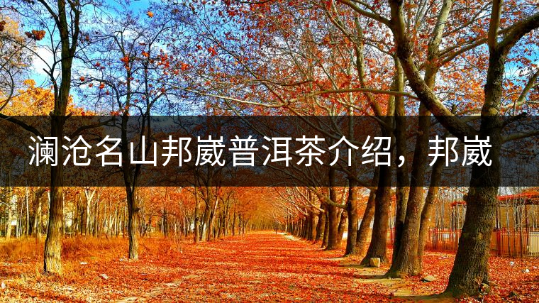 瀾滄名山邦崴普洱茶介紹，邦崴古樹(shù)茶口感特點(diǎn)