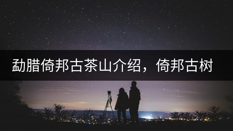 勐臘倚邦古茶山介紹，倚邦古樹(shù)茶口感特點(diǎn)