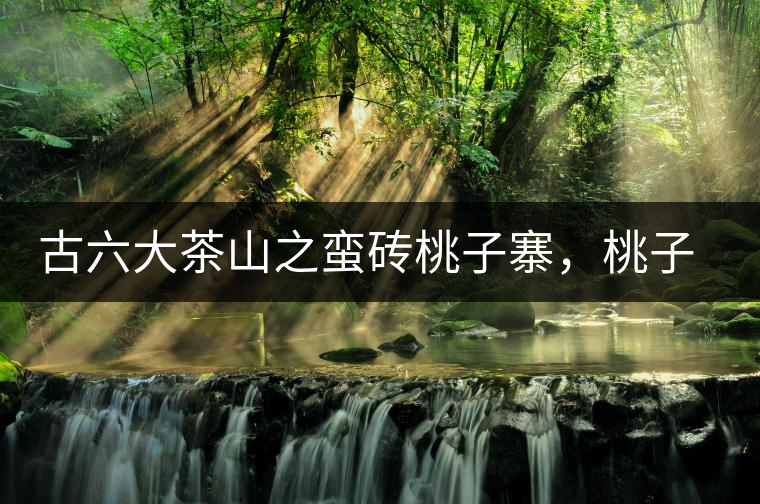 古六大茶山之蠻磚桃子寨，桃子寨國有林口感特點