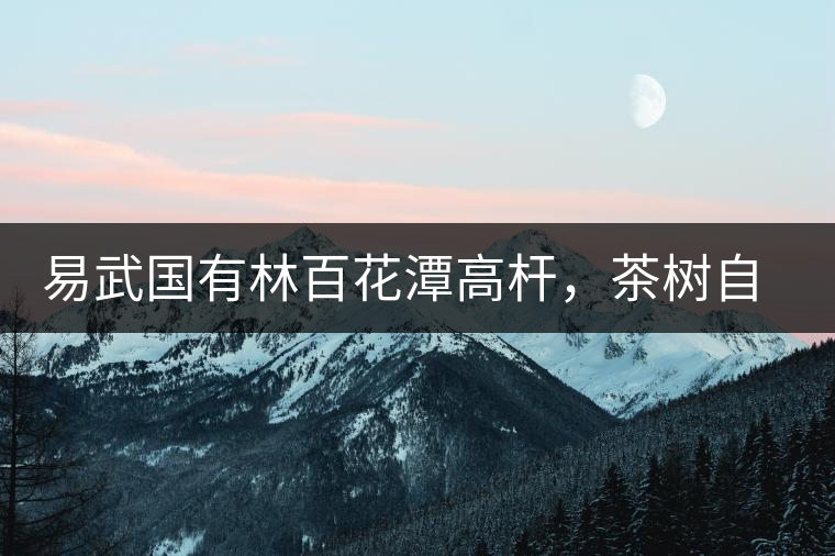易武國有林百花潭高桿，茶樹自由生長的完美之地