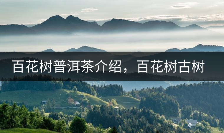 百花樹普洱茶介紹，百花樹古樹茶口感特點
