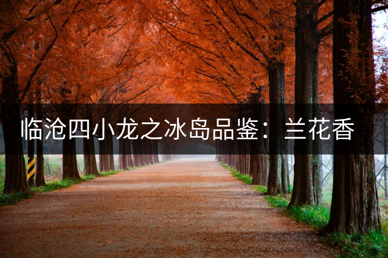 臨滄四小龍之冰島品鑒：蘭花香，冰糖甜