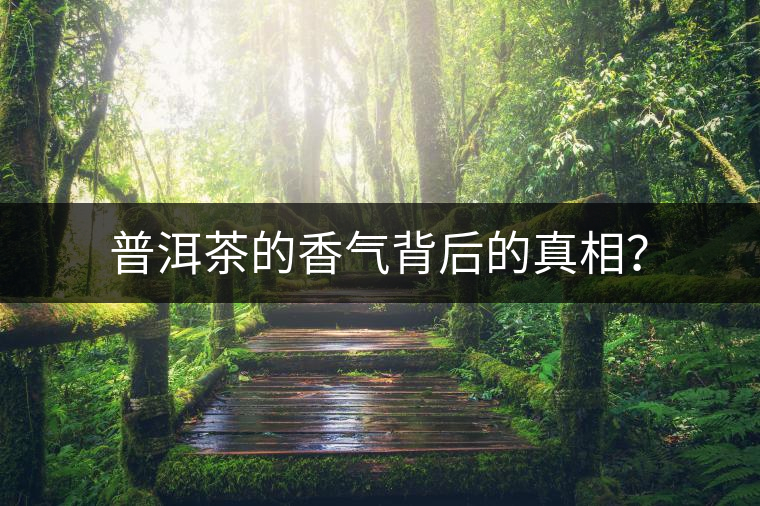 普洱茶的香氣背后的真相？