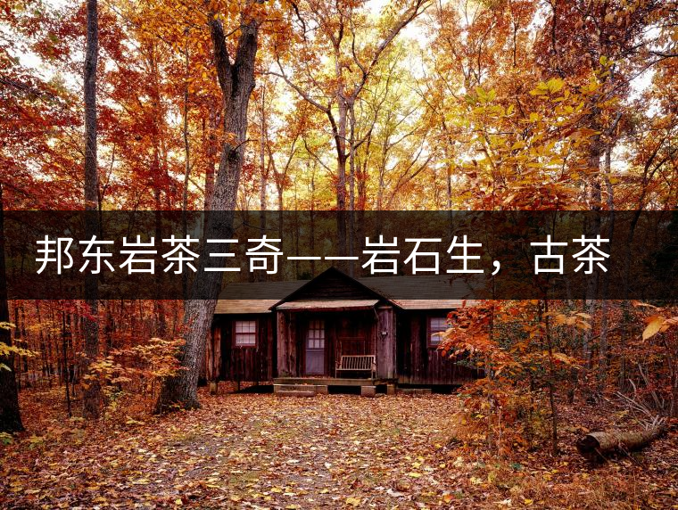 邦東巖茶三奇——巖石生，古茶韻，原野香
