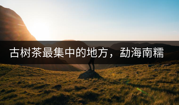 古樹茶最集中的地方，勐海南糯山古茶山介紹