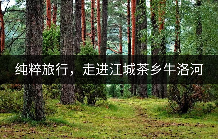 純粹旅行，走進(jìn)江城茶鄉(xiāng)牛洛河