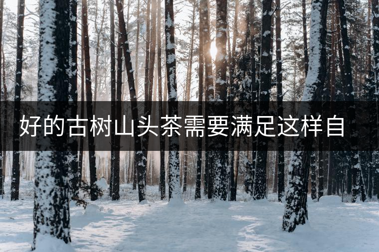好的古樹(shù)山頭茶需要滿足這樣自然條件，以大忠山為例！