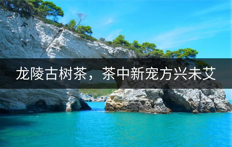 龍陵古樹茶，茶中新寵方興未艾
