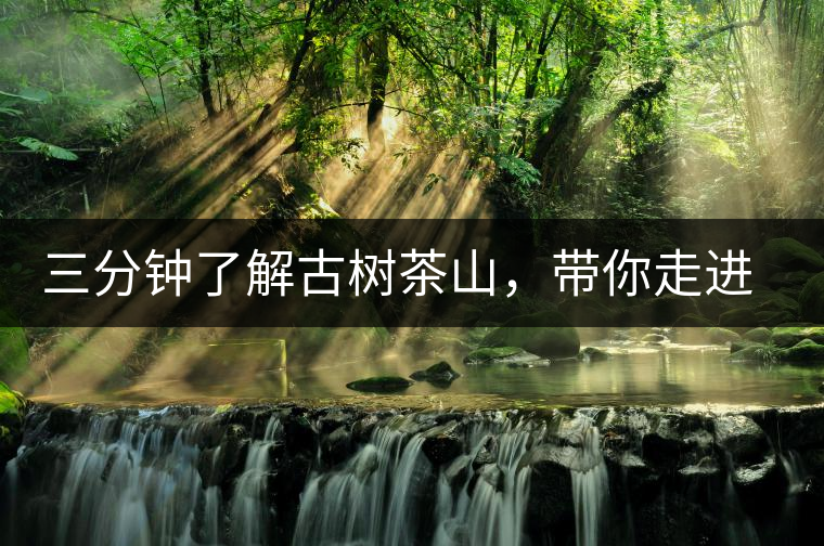 三分鐘了解古樹茶山，帶你走進(jìn)易武大漆樹古樹茶