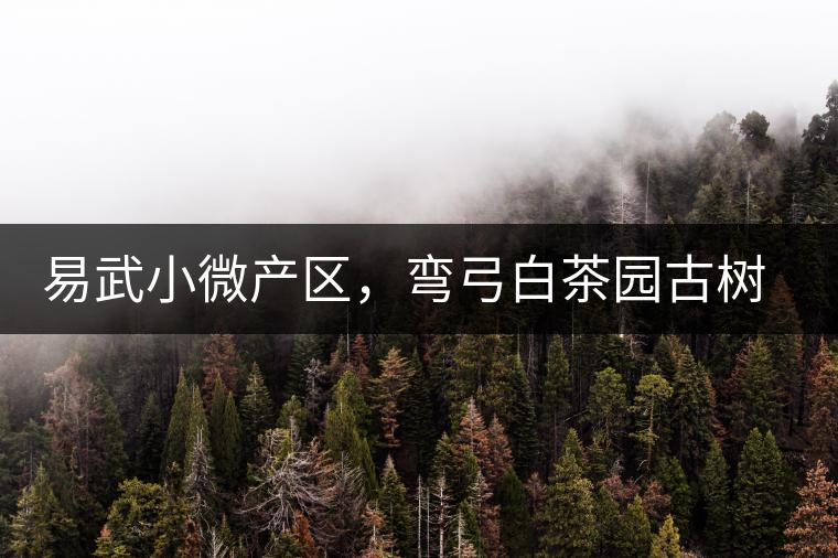 易武小微產(chǎn)區(qū)，彎弓白茶園古樹茶介紹