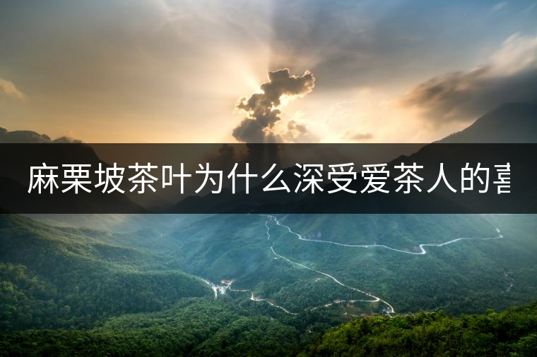 麻栗坡茶葉為什么深受愛茶人的喜愛？