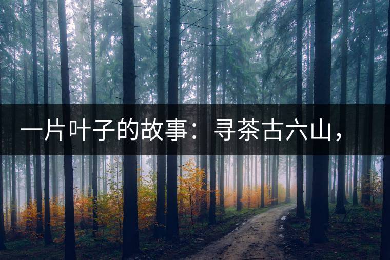 一片葉子的故事：尋茶古六山，倚邦最神秘