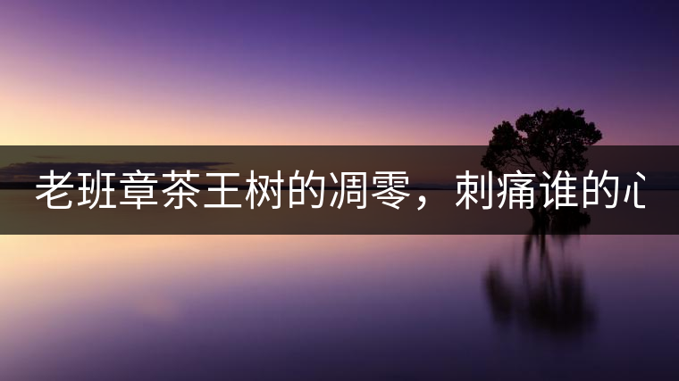 老班章茶王樹的凋零，刺痛誰的心？