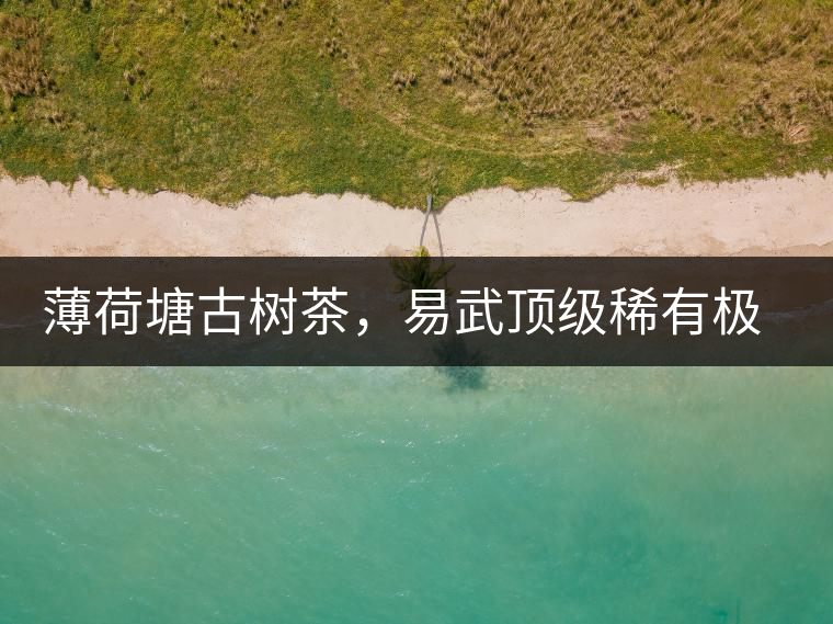 薄荷塘古樹茶，易武頂級(jí)稀有極品