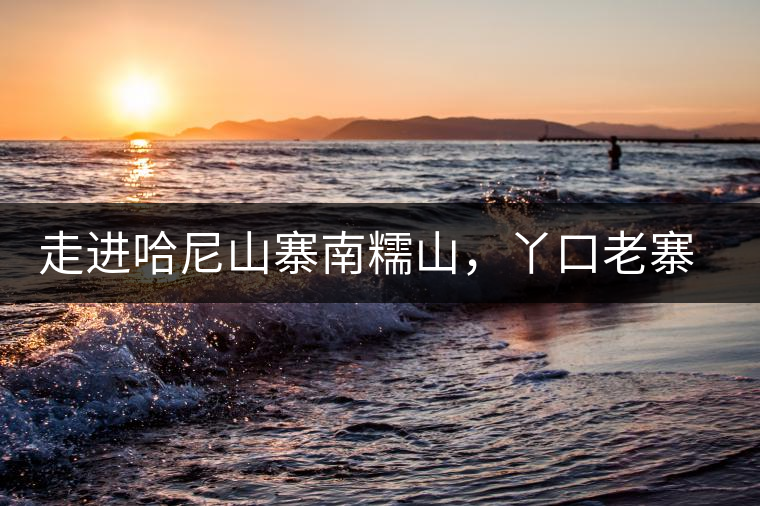 走進哈尼山寨南糯山，丫口老寨普洱茶特點