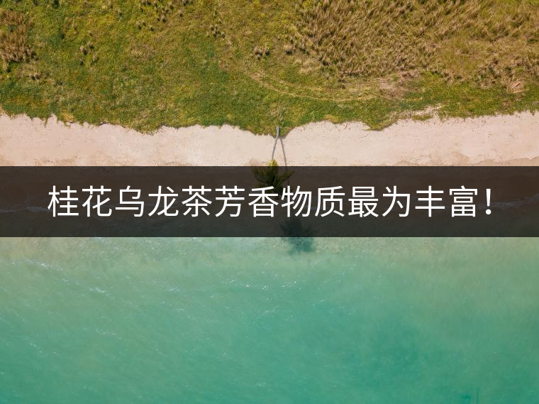 桂花烏龍茶芳香物質最為豐富！