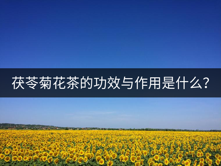 茯苓菊花茶的功效與作用是什么？