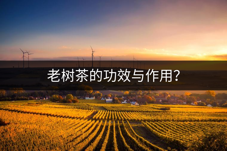 老樹(shù)茶的功效與作用？