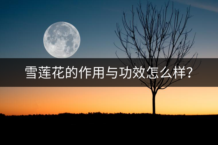 雪蓮花的作用與功效怎么樣? 雪蓮花的作用與功效怎么樣?