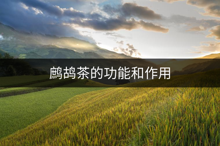 鷓鴣茶的功能和作用 鷓鴣茶的功能和作用