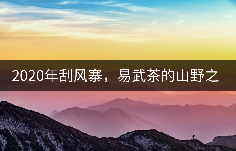 2020年刮風(fēng)寨，易武茶的山野之王-易武中聘號