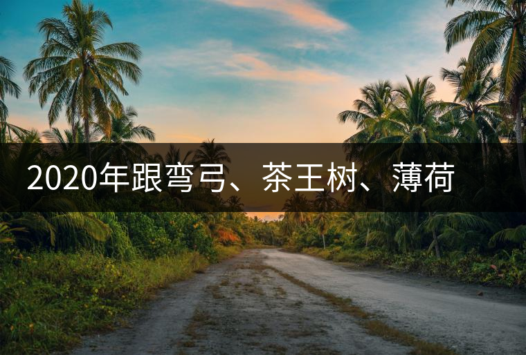 2020年跟彎弓、茶王樹、薄荷塘屬于同一山脈的神秘山頭-易武中聘號(hào)